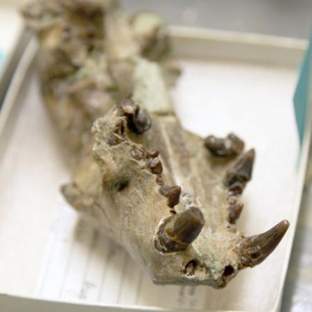 A close up view of the lower jaw of a fossil skull with large teeth visible