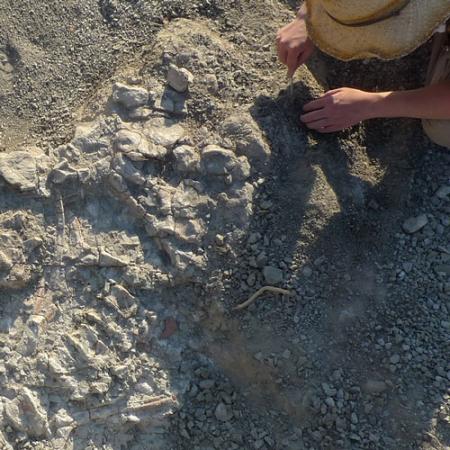 A male researcher uses hand tools to excavate a full dinosaur fossil skeleton from the ground