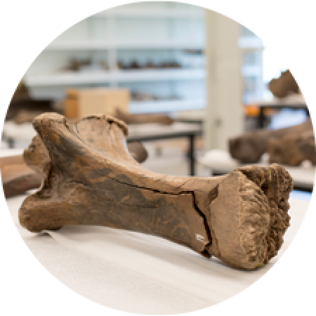 closeup of a fossil leg bone in the collection