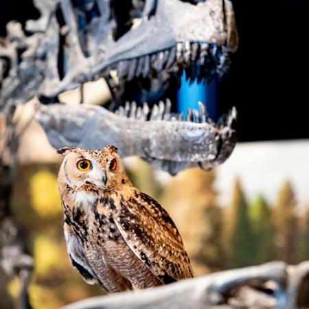 an owl stands in front of an allosaurus skeleton