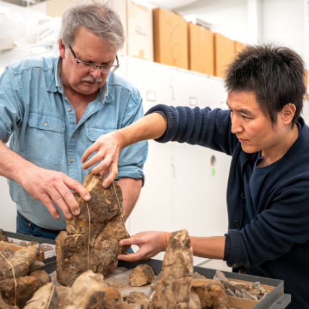 Two people hold several fossils together and wrap rubber bands around them to keep them together.