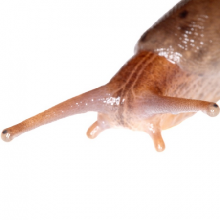 The head of a pink, partially-transparent slug