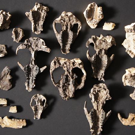 An array of fossil mammal skulls