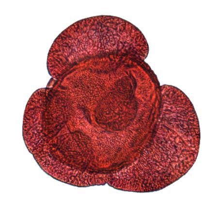 Photo of one pollen malformation stained red.