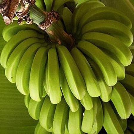 bananas growing
