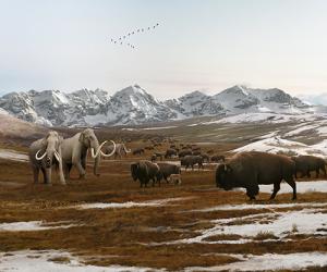 An Ice Age scene depicting Columbian mammoths and early buffalo in an icy tundra.