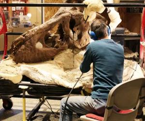 A man sits next to the T. rex skull with his back to the camera while working on the massive fossil