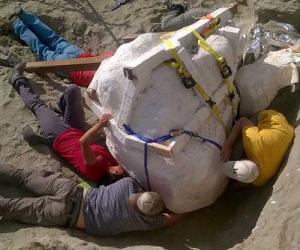 Five paleontologists and volunteers lay on the dirt trying to free the T. rex skull's massive plaster jacket