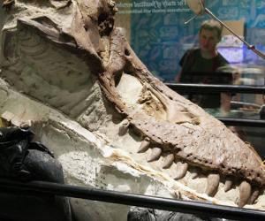 A partially-uncovered T. rex skull sits on a rack while museum visitors look on