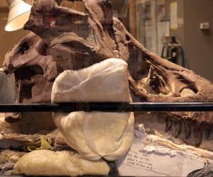 A view of a T. rex skull through a workroom window