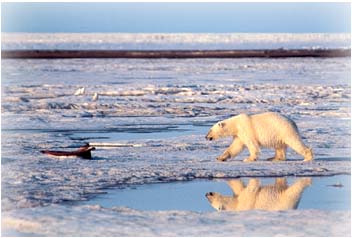 Polar Bear: A polar bear approaches whale bones from the previous years' hunt on frozen Bernard Harbor in early June. The whale remains are left on the ice to be consumed by polar  and grizzly bears, Arctic foxes, and gulls.  Photo by Subhankar Banerjee. Photos were taken between March 2001 through Fall 2002.