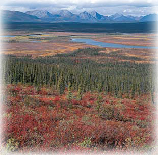 Taiga: Autumn on the southern taiga, East Fork of the Chandalar River valley. Photo by Subhankar Banerjee. Photos were taken between March 2001 through Fall 2002.