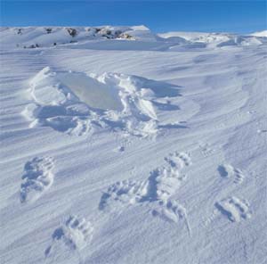 Bear Den: Polar bear den with tracks of mother and cubs.  Photo by Subhankar Banerjee. Photos were taken between March 2001 through Fall 2002.