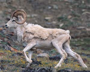 Dall Sheep: Dall sheep, dwellers of the Alpine Brooks Range. Photo by Subhankar Banerjee. Photos were taken between March 2001 through Fall 2002.