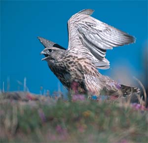 Gyr Falcon: Photo by Subhankar Banerjee.  Photos were taken between March 2001 through Fall 2002.