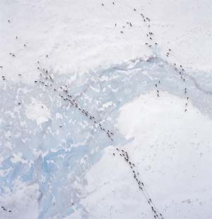 Caribou Herd: Pregnant porcupine caribou migrate across the frozen Coleen River. The caribou form long lines and move with a sense of purpose and determination to reach the coastal plain in time to calve. Photo by Subhankar Banerjee. Photos were taken between March 2001 through Fall 2002.