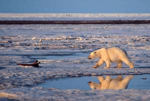 Polar Bear: A polar bear approaches whale bones from the previous years' hunt on frozen Bernard Harbor in early June. The whale remains are left on the ice to be consumed by polar  and grizzly bears, Arctic foxes, and gulls. Photo by Subhankar Banerjee. Photos were taken between March 2001 through Fall 2002.