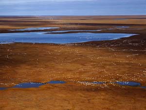 FLock of snow geese over the Jago river and coastal plain: Up to 300,000 snow geese migrate here in autumn to feed on cotton grass, building up fat reserves before heading south.  Photo by Subhankar Banerjee. Photos were taken between March 2001 through Fall 2002.