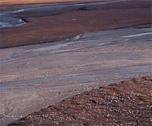 Snow Geese: A flock of snow geese fly over the Jago River and coastal plain. Up to 300,000 snow geese migrate here in autumn to feed on cotton grass, building up fat reserves before heading south.  Photo by Subhankar Banerjee. Photos were taken between March 2001 through Fall 2002.