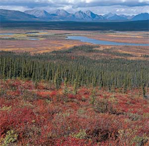 Taiga: Autumn on the southern taiga, East Fork of the Chandalar River valley. Photo by Subhankar Banerjee. Photos were taken between March 2001 through Fall 2002.
