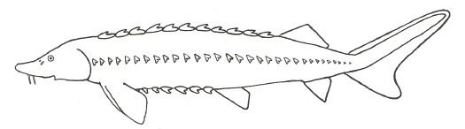 Sturgeon