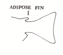 Adipose Fin