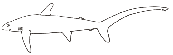 Thresher