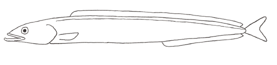 Sand Lance