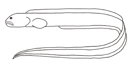 Wolffish