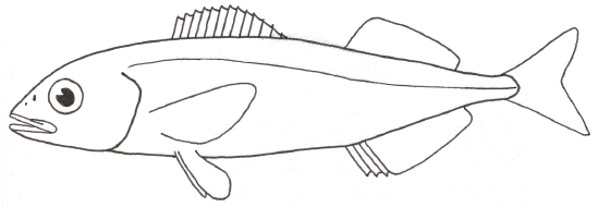 Sablefish