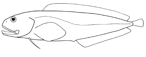 Brotula