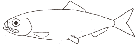 Herring