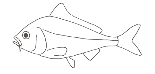 Carp