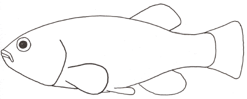 Killifish