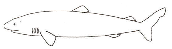 Sleeper Shark