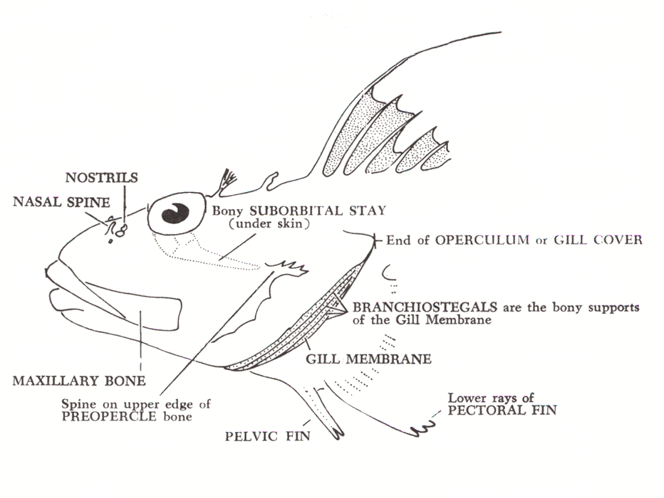 Diagram Two