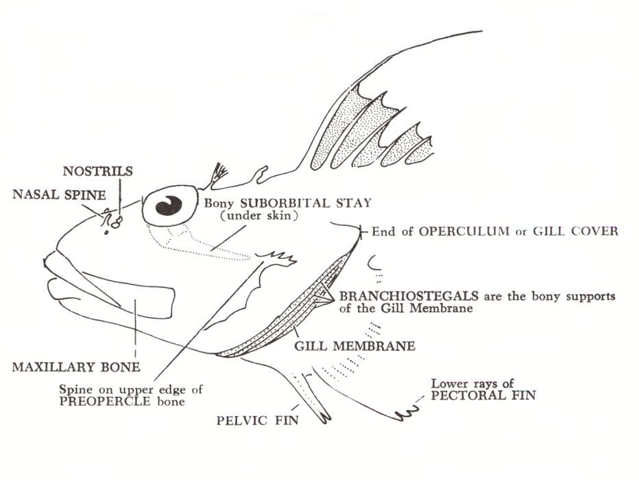 Diagrams