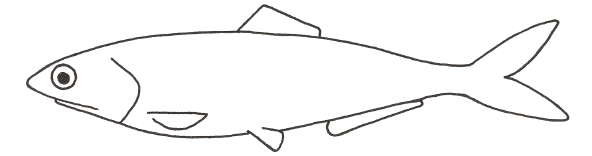 Anchovy