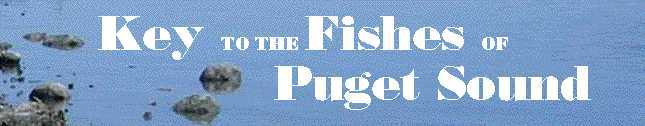 Key to the Fishes of Puget Sound