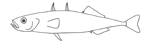 Stickleback