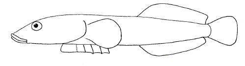 Clingfish