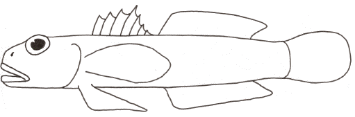 Goby