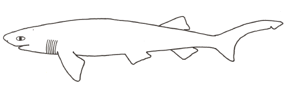 Cow Shark