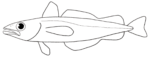 Hake