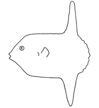 Mola