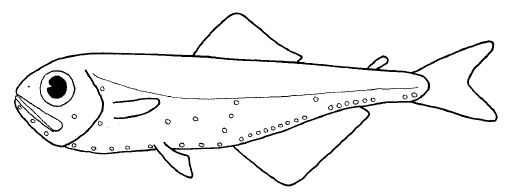 Lanternfish