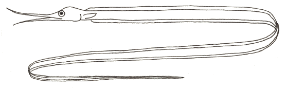 Snipe Eel