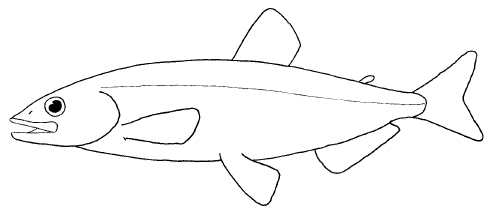 Smelt