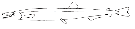 Barracudina