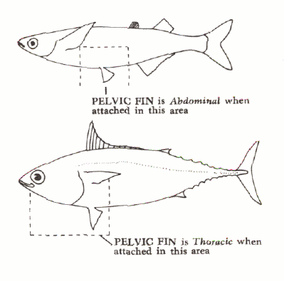 Pelvics